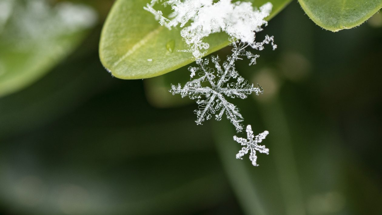 Fototipps - Shooting - Schneeflocken