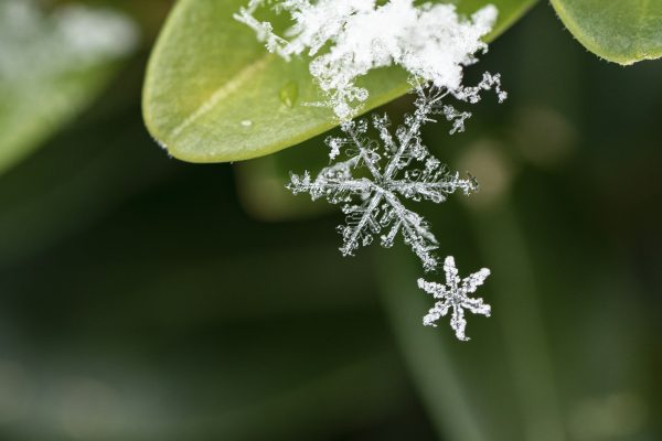 Fototipps - Shooting - Schneeflocken