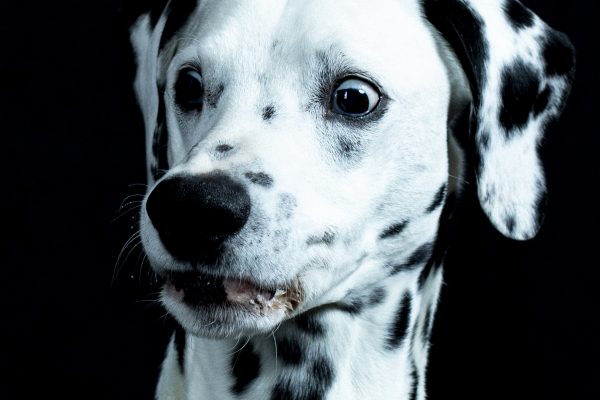 Fototipps Online - Shootings - Hunde und ihr Leckerlies